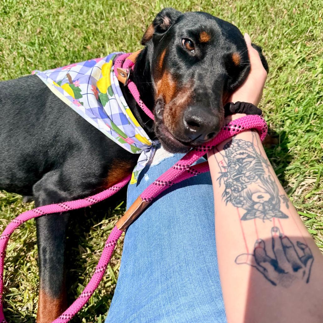Phonic, an adopted Doberman Pinscher in Rockford, IL image 2/6