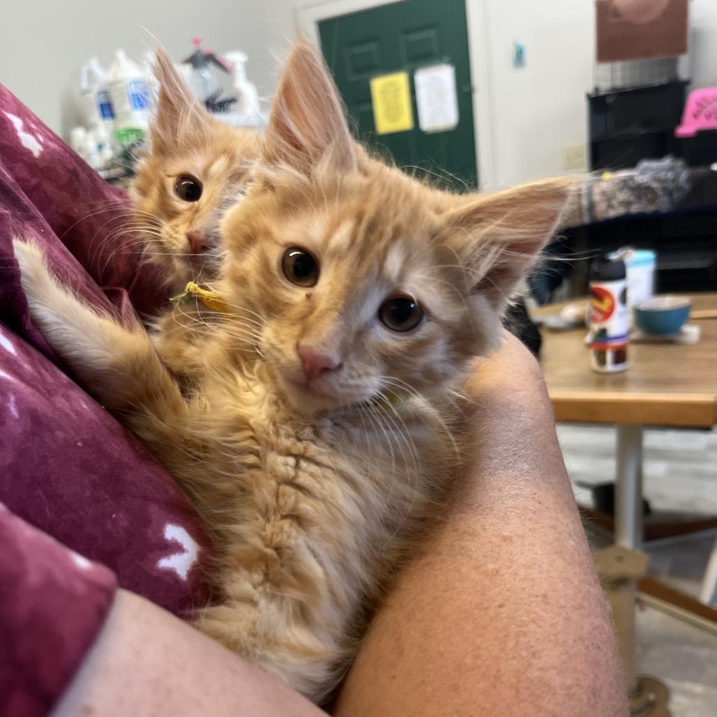 Max, Adoptable, Kitten Male Domestic Long Hair.