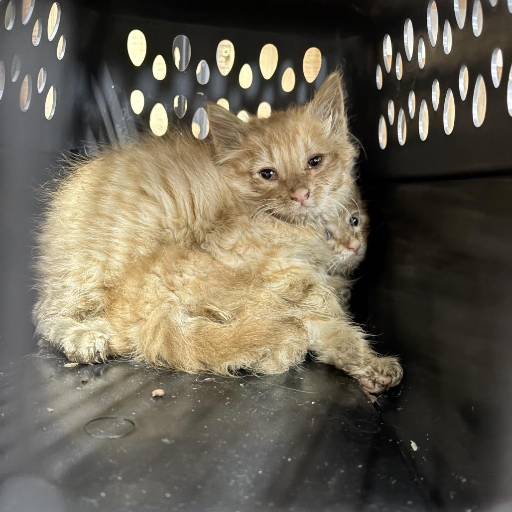 Max, a Adoptable Domestic Long Hair in Baker City, OR image 2/2