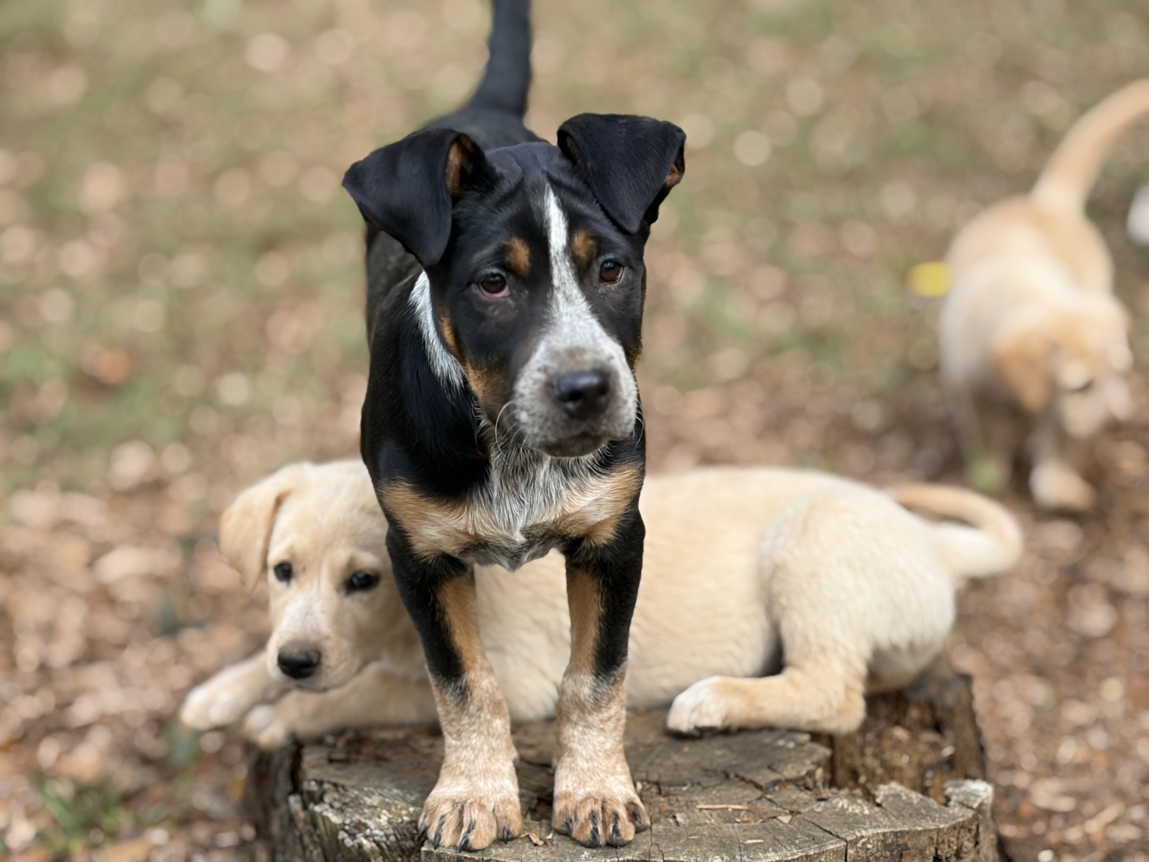 Enlarge Murphy, an adopted mixed breed in Brattleboro, VT image 4/5