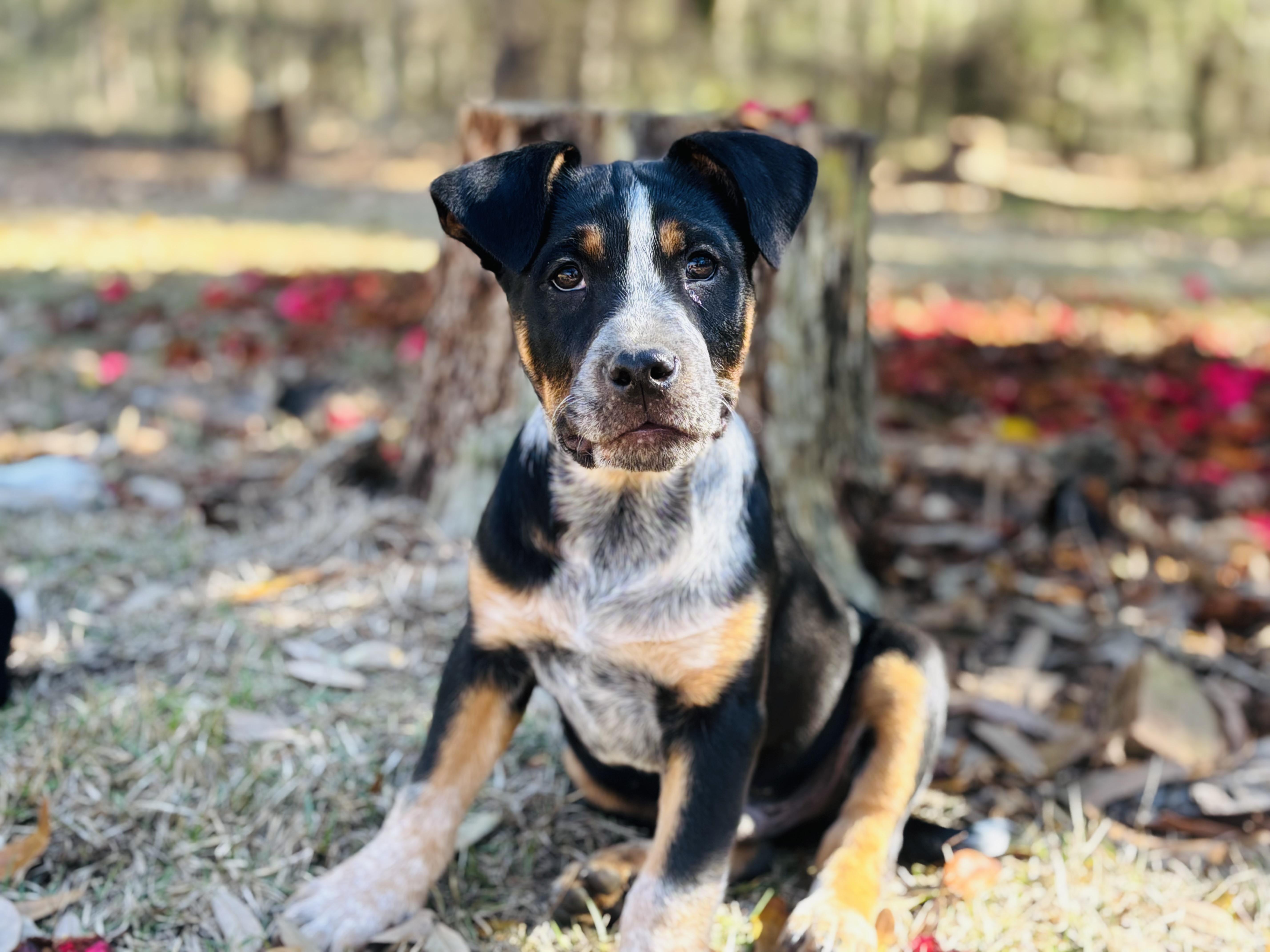 Enlarge Murphy, an adopted mixed breed in Brattleboro, VT image 1/5