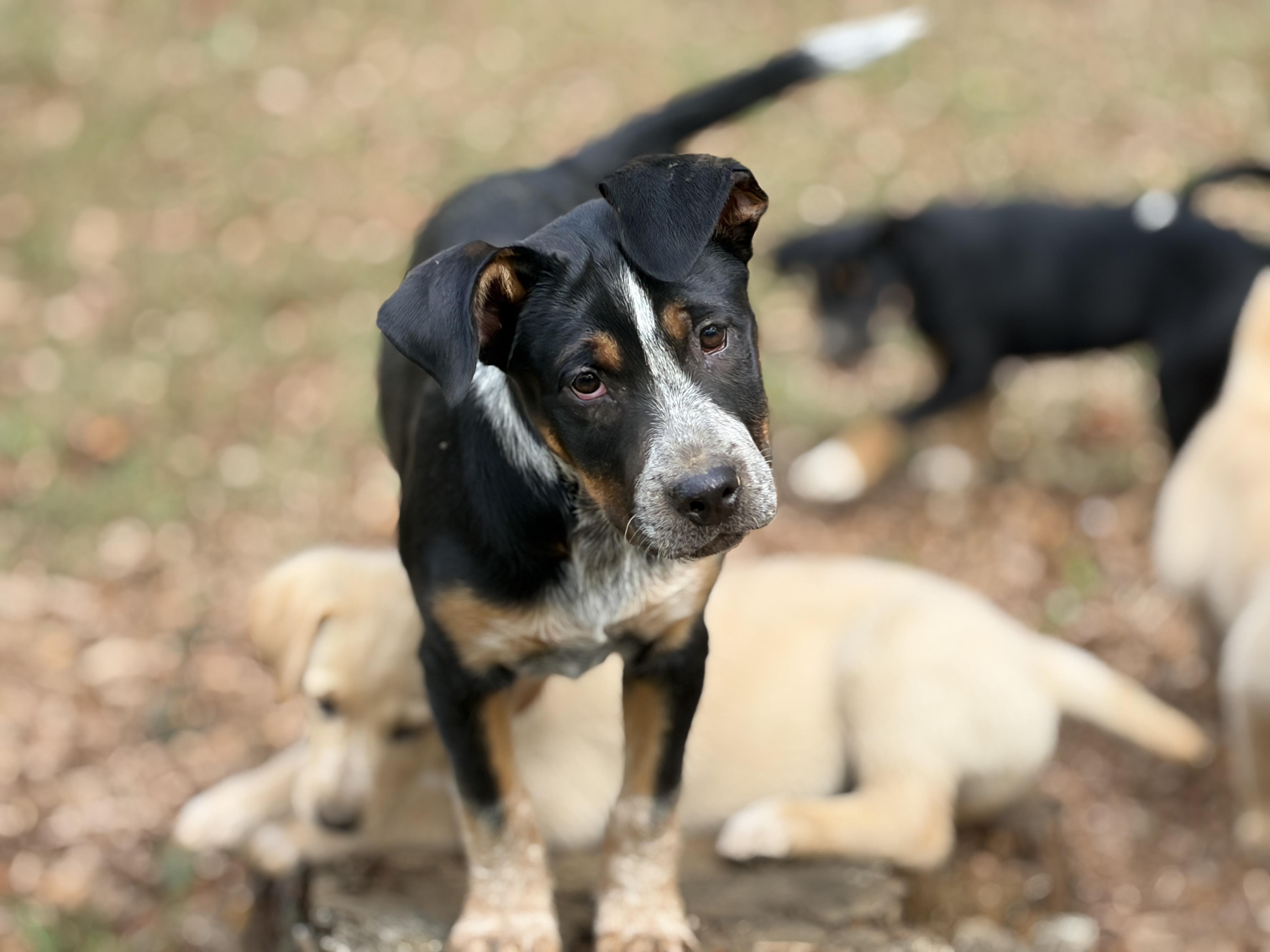 Enlarge Murphy, an adopted mixed breed in Brattleboro, VT image 3/5