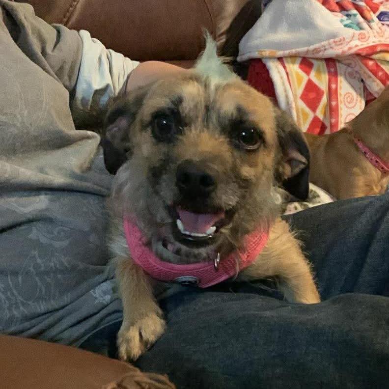 Lily, Adoptable, Adult Female Wirehaired Terrier.