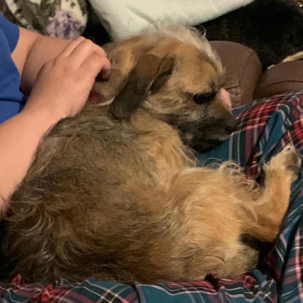 Enlarge Lily, a Adoptable mixed breed in Oxford, ME image 2/3