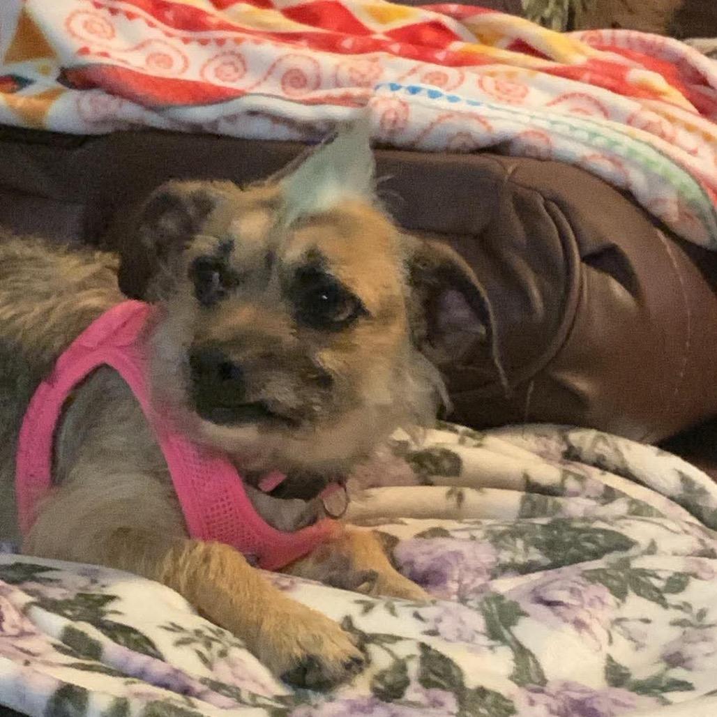 Enlarge Lily, a Adoptable mixed breed in Oxford, ME image 3/3