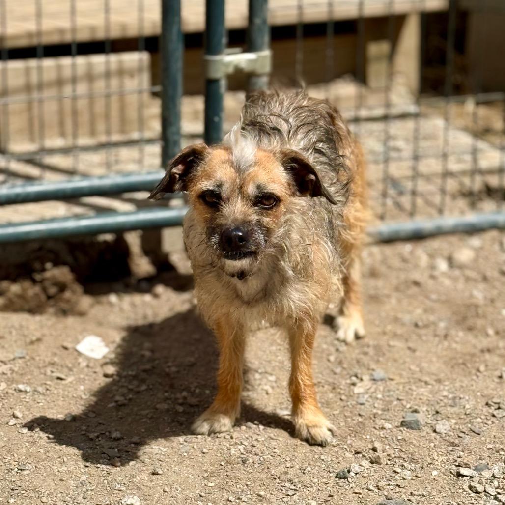 Enlarge Lily, a Adoptable mixed breed in Oxford, ME image 4/5