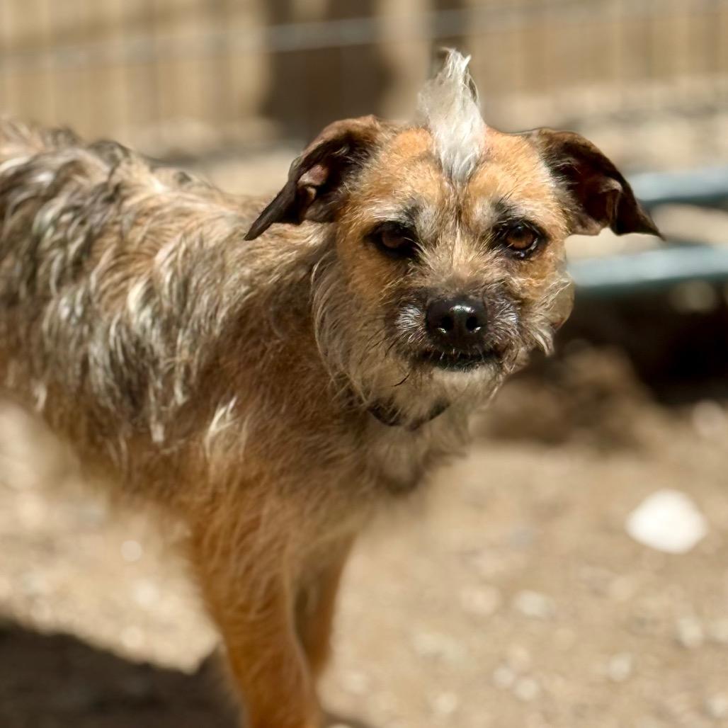 Enlarge Lily, a Adoptable mixed breed in Oxford, ME image 5/5