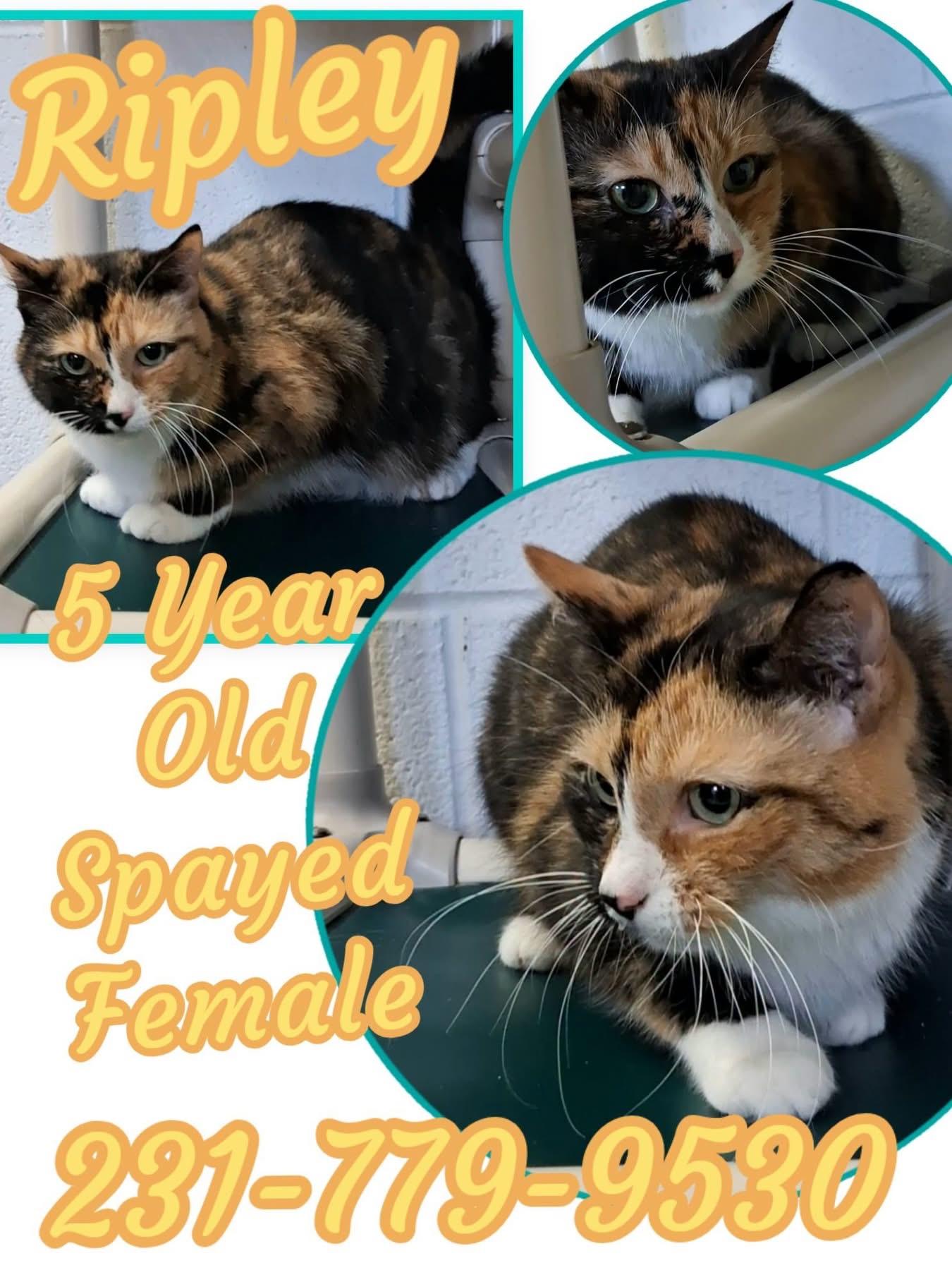 Enlarge RIPLEY, a Adoptable Calico in Cadillac, MI image 1/1