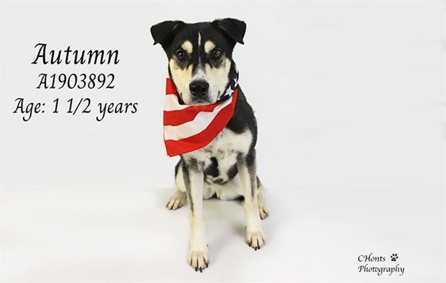 AUTUMN, Adoptable, Young Female Husky & Labrador Retriever.