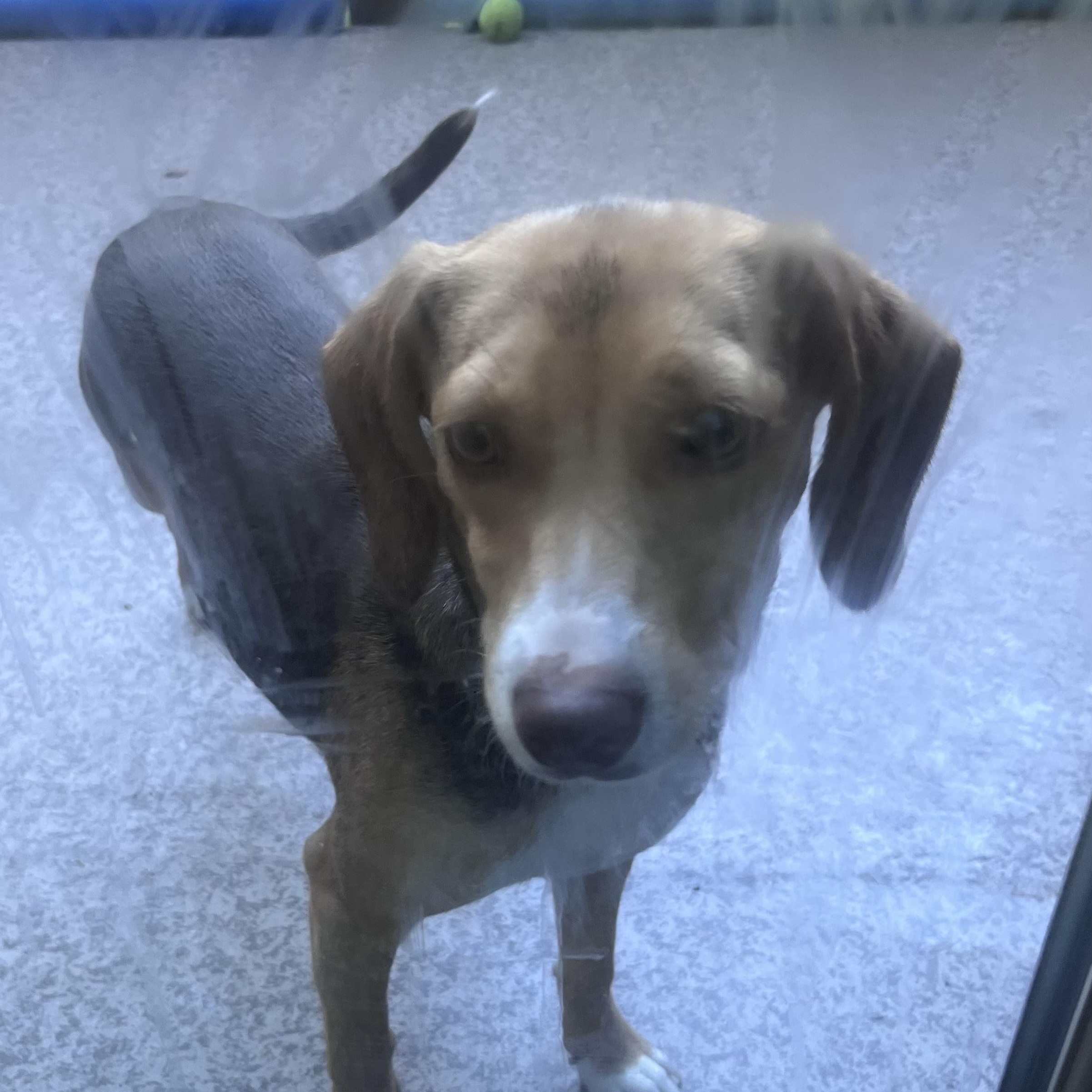 Alani - Local August 28-30, an adoptable mixed breed in Beaverton , OR image 3/3