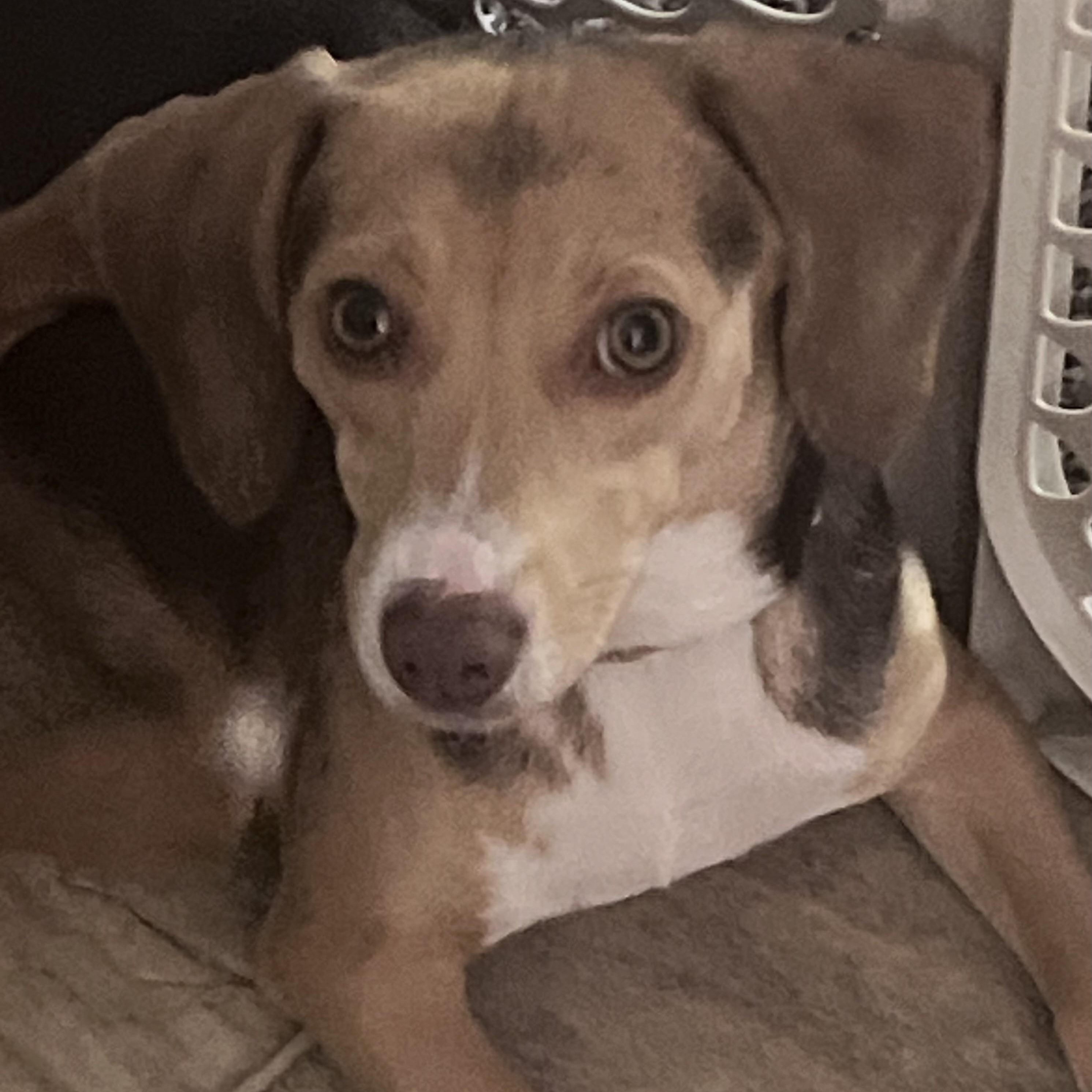 Alani - Local August 28-30, adoptable, Puppy Female Beagle.