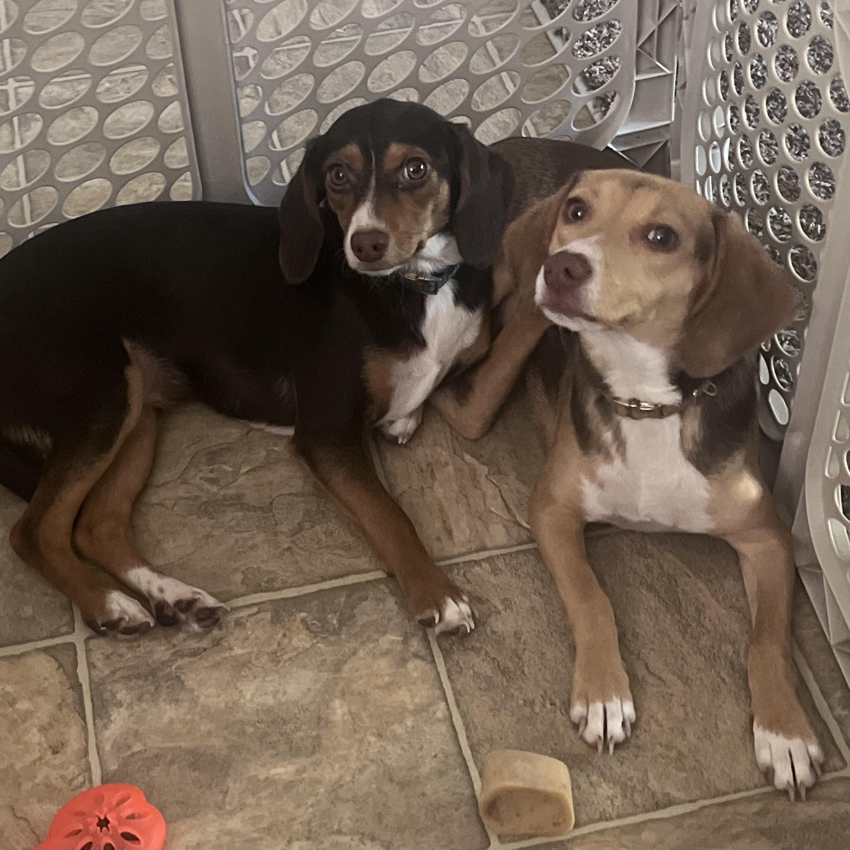 Alani - Local August 28-30, an adoptable mixed breed in Beaverton , OR image 2/3