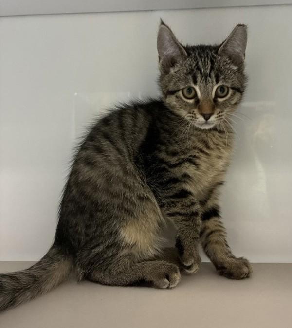 *Pooh Bear*, Adoptable, Kitten Male Domestic Short Hair.