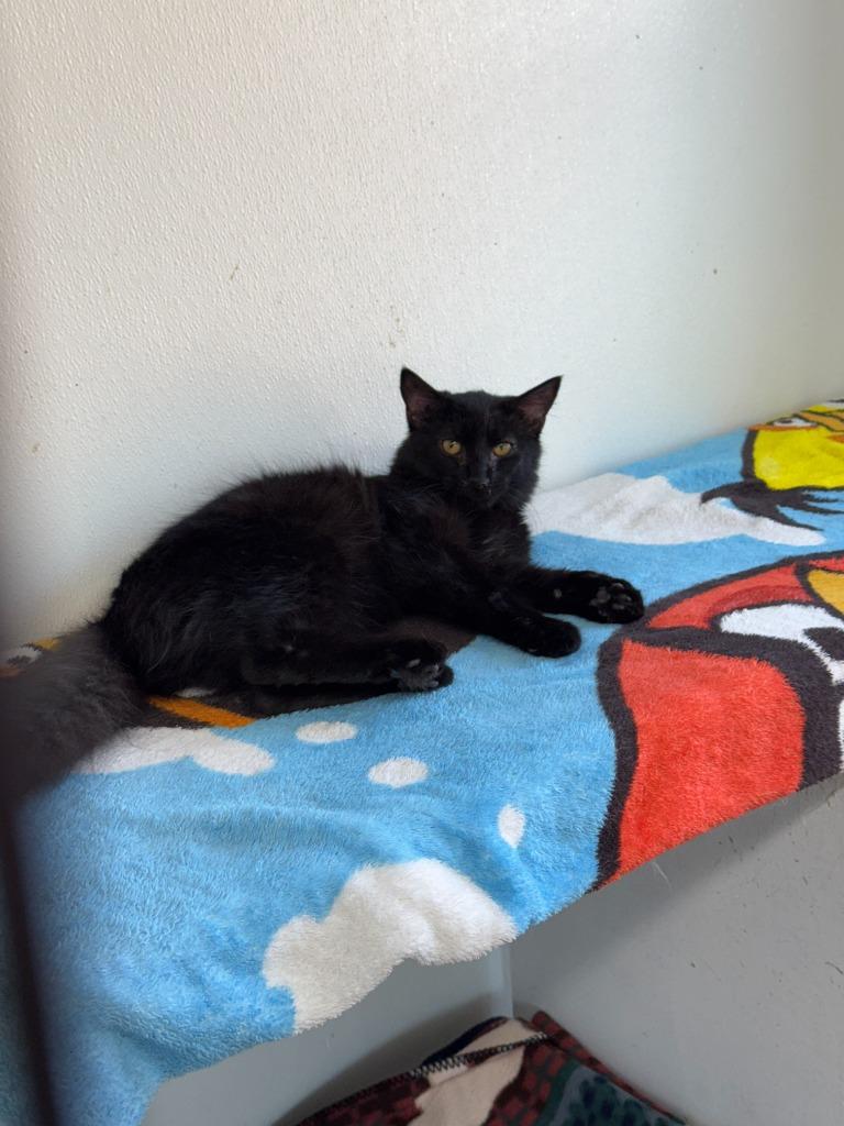 Romeo, Adoptable, Young Male Domestic Long Hair.