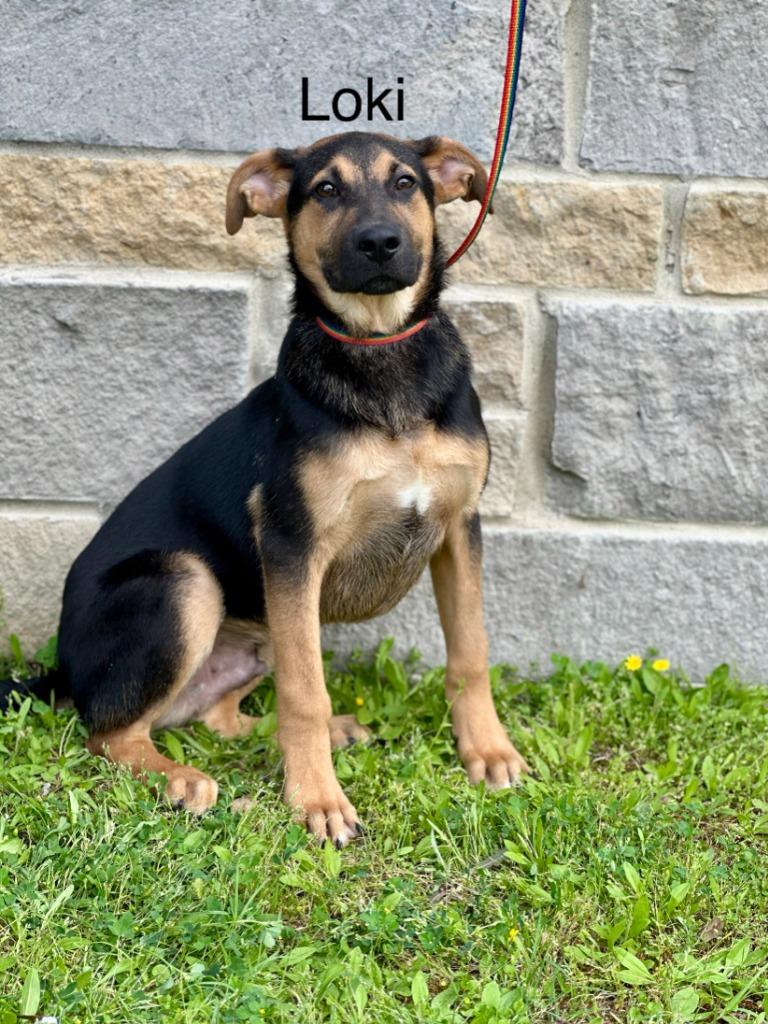 Loki, Adoptable, Puppy Male German Shepherd Dog.
