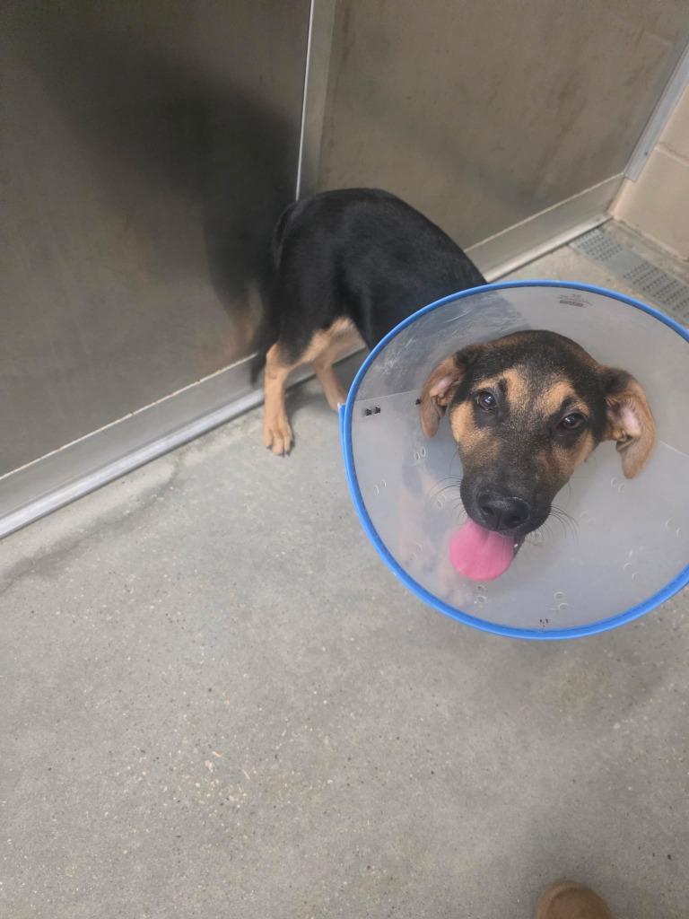 Enlarge Loki, a Adoptable German Shepherd Dog in Huntsville, TX image 1/1