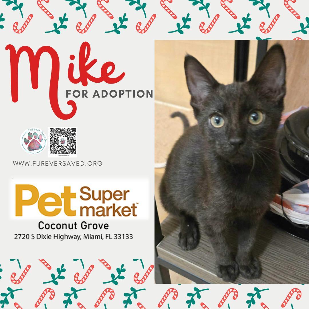 Mike, adopted, Kitten Male Domestic Short Hair.