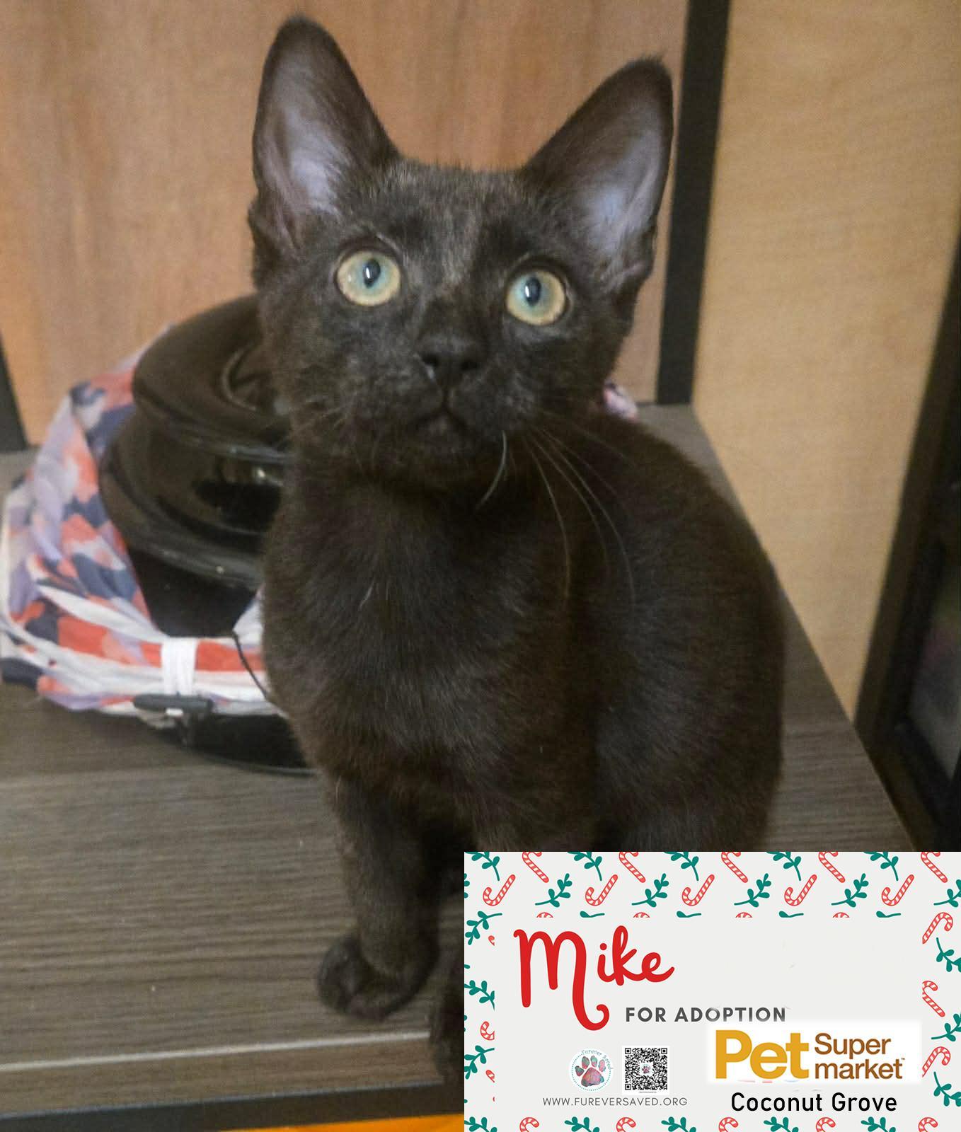 Enlarge Mike, an adopted Domestic Short Hair in Miami, FL image 4/5