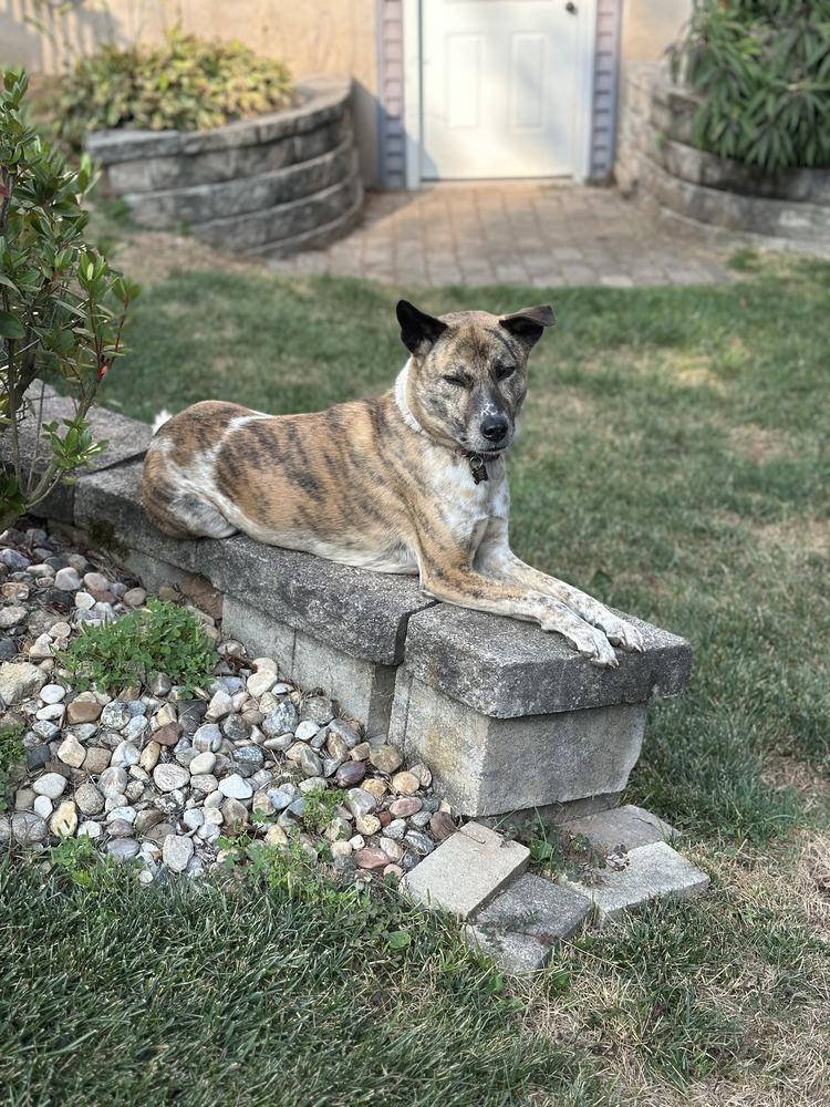 Enlarge Gili, a Adoptable mixed breed in Brewster , NY image 1/3