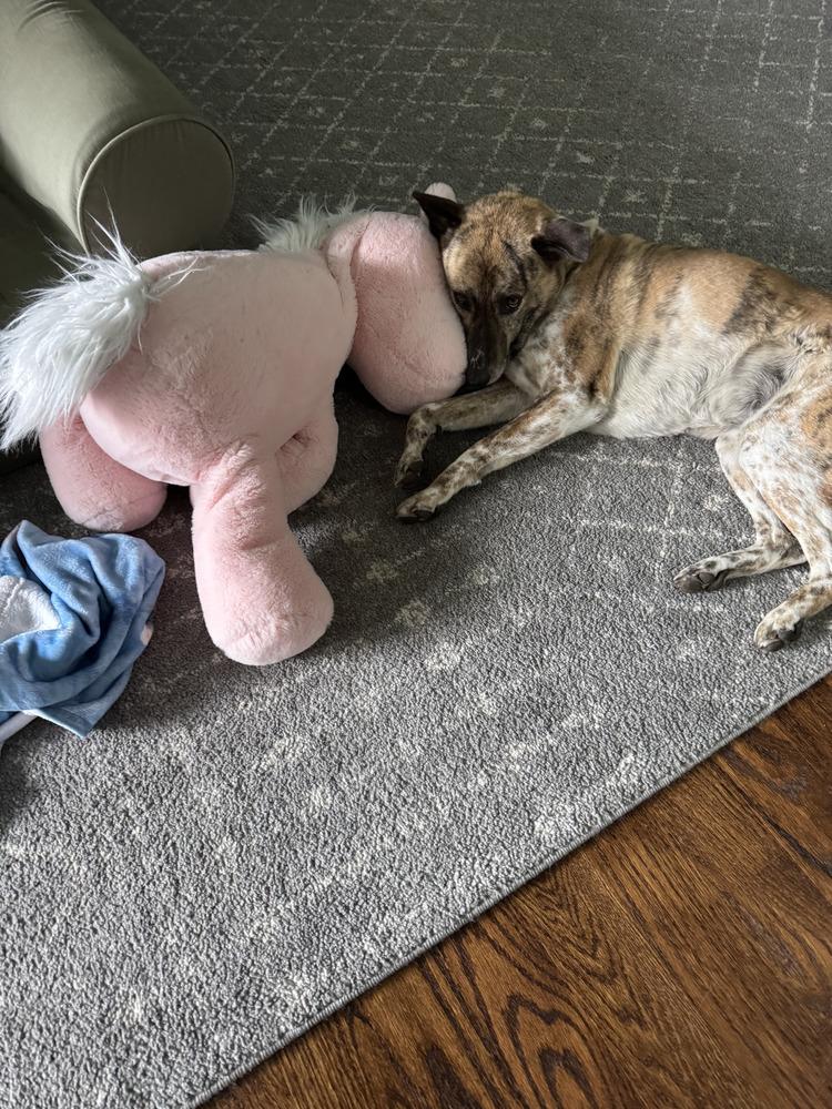 Enlarge Gili, a Adoptable mixed breed in Brewster , NY image 2/3