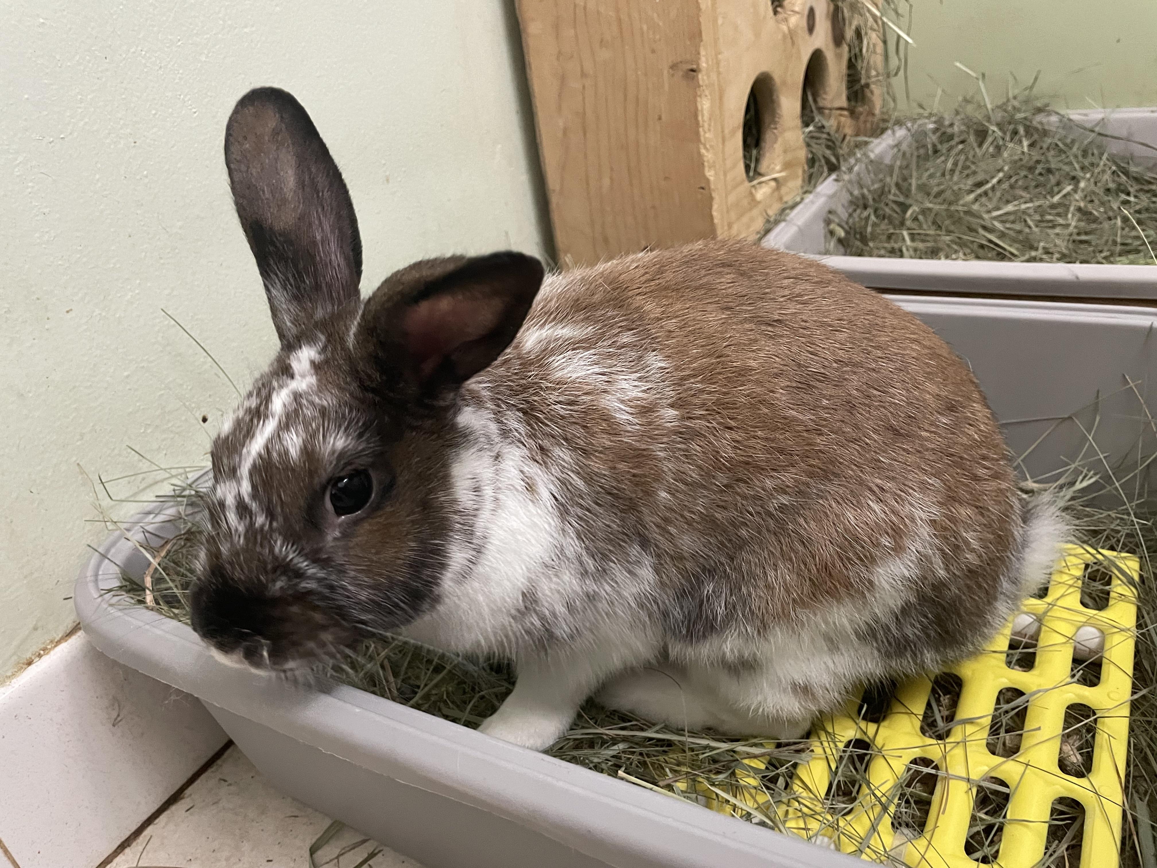 Felix, Adopted, Adult Male English Spot.