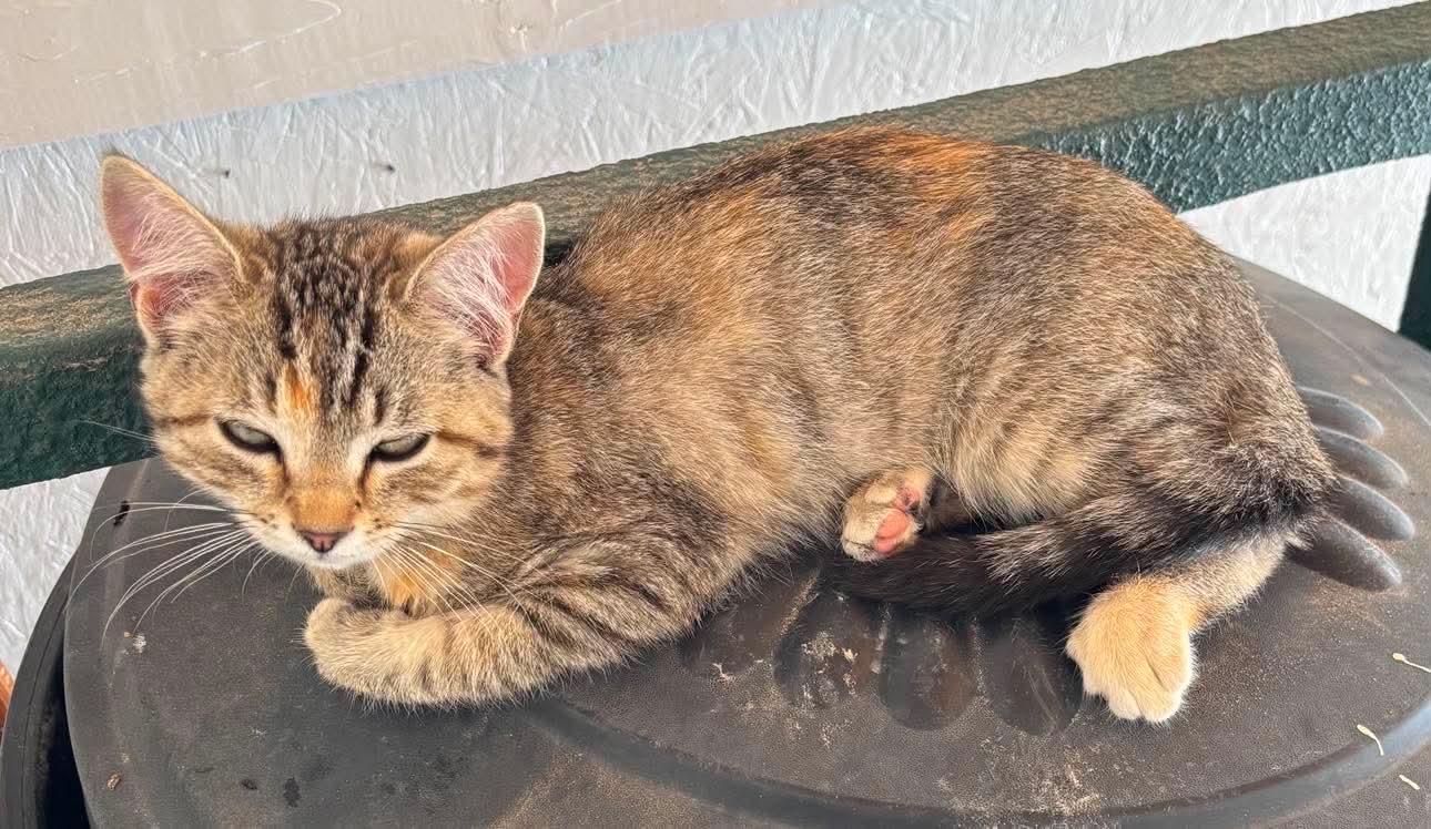 Rya, Adoptable, Kitten Female Domestic Short Hair.