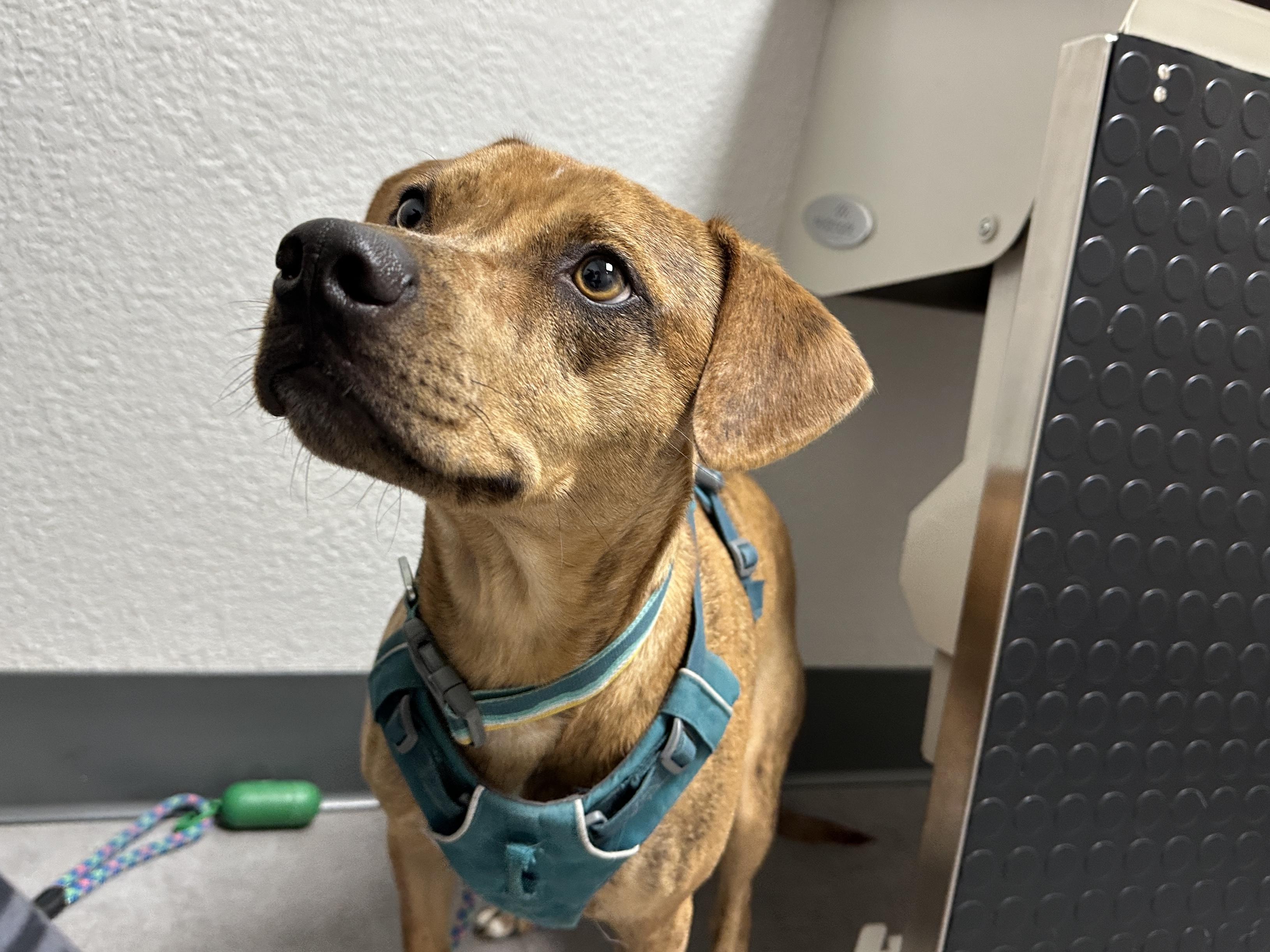 Lenny, ADOPTABLE, Adult Male Plott Hound & English Pointer.