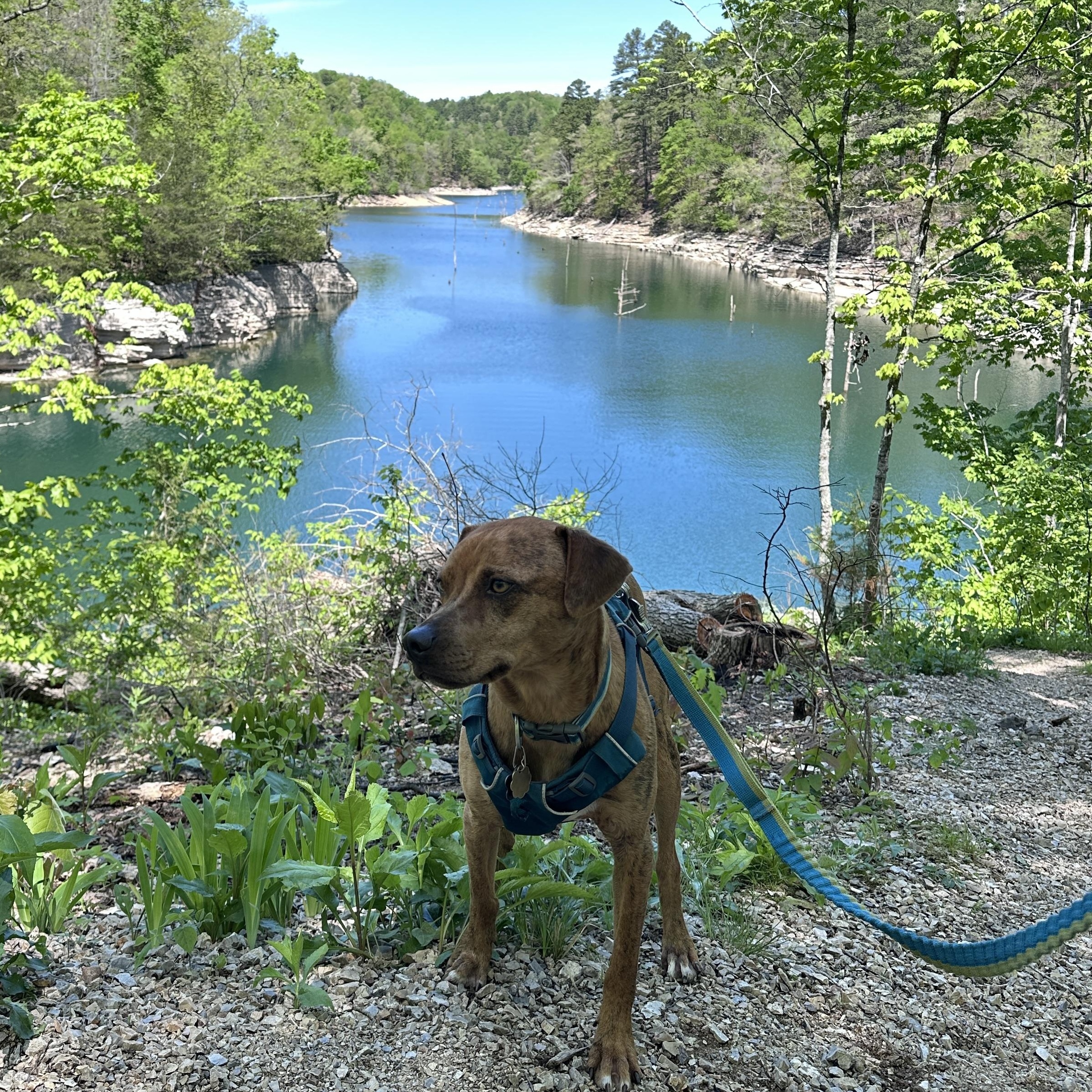 Lenny, a ADOPTABLE mixed breed in Round Rock, TX image 2/5