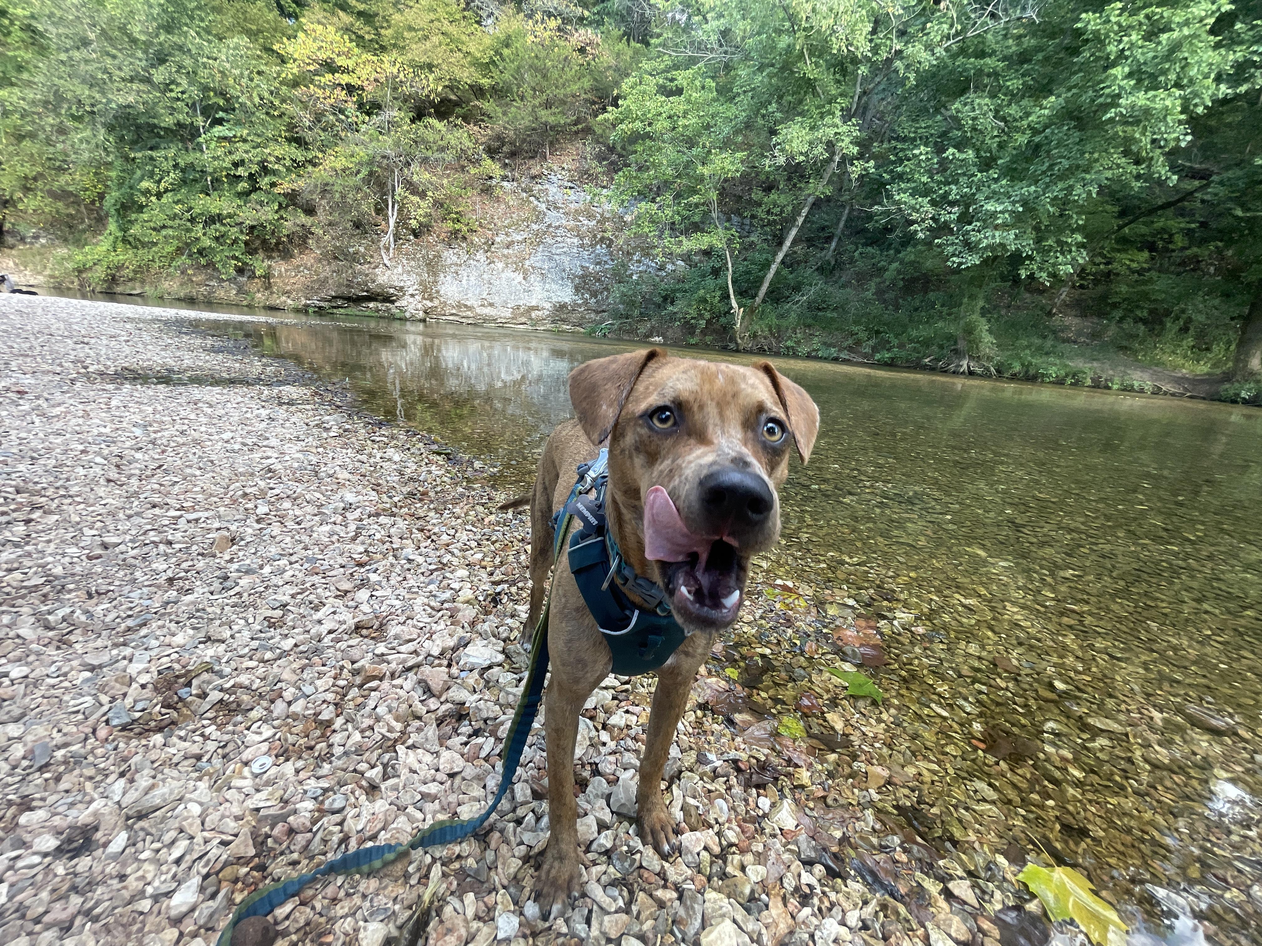 Enlarge Lenny, a ADOPTABLE mixed breed in Round Rock, TX image 2/6