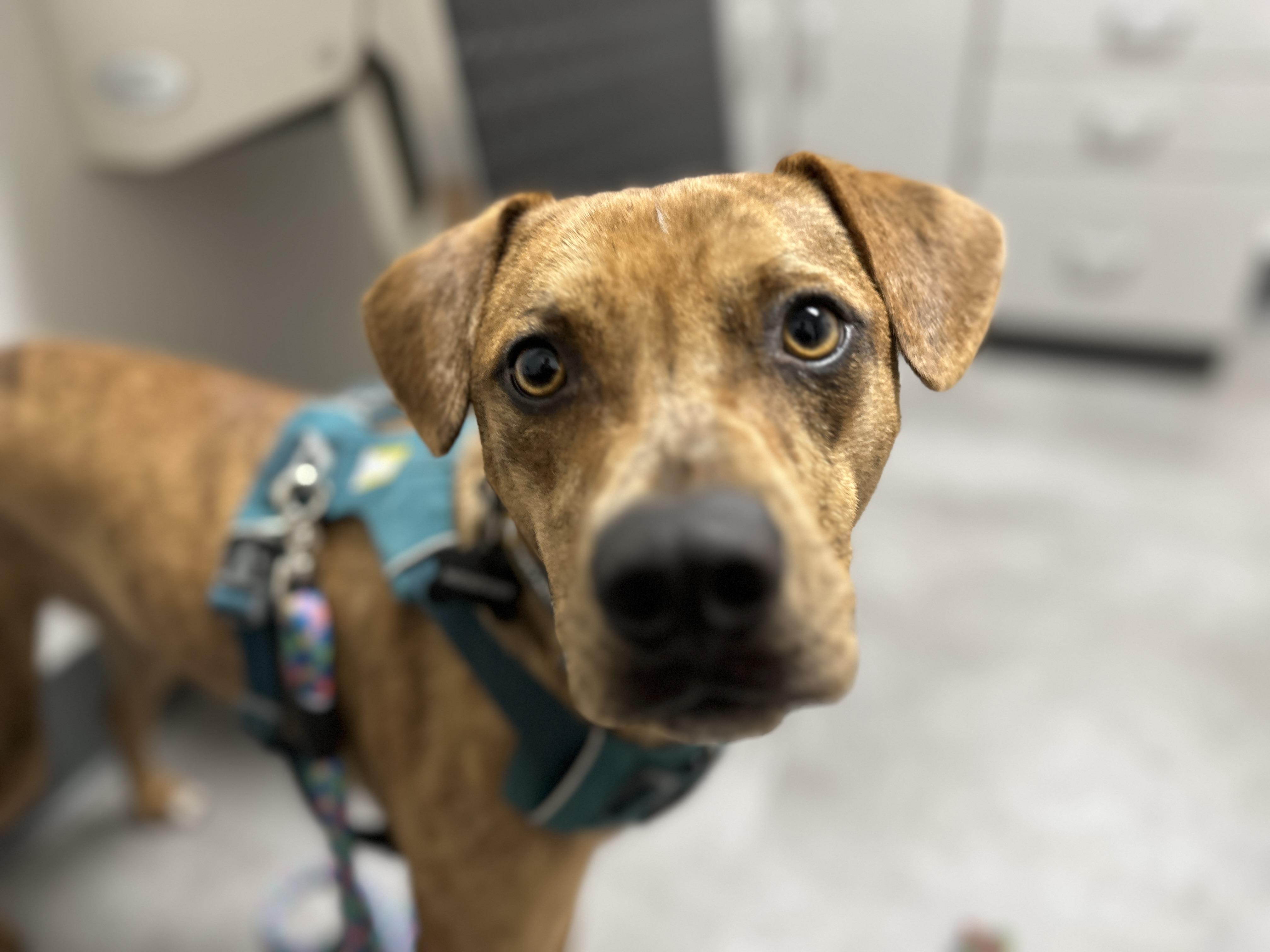 Enlarge Lenny, a ADOPTABLE mixed breed in Round Rock, TX image 4/6