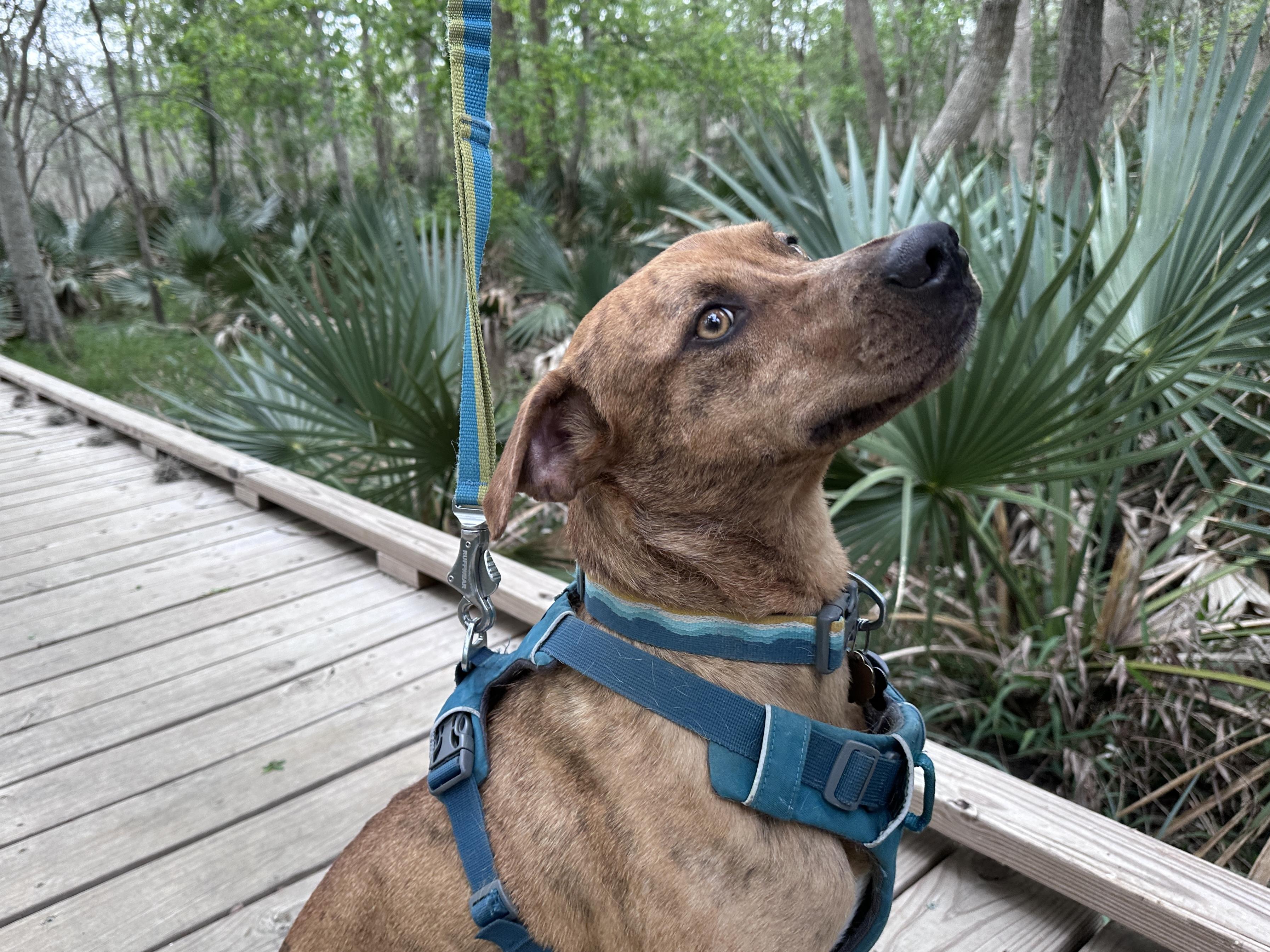 Lenny, ADOPTABLE, Adult Male Plott Hound & English Pointer.
