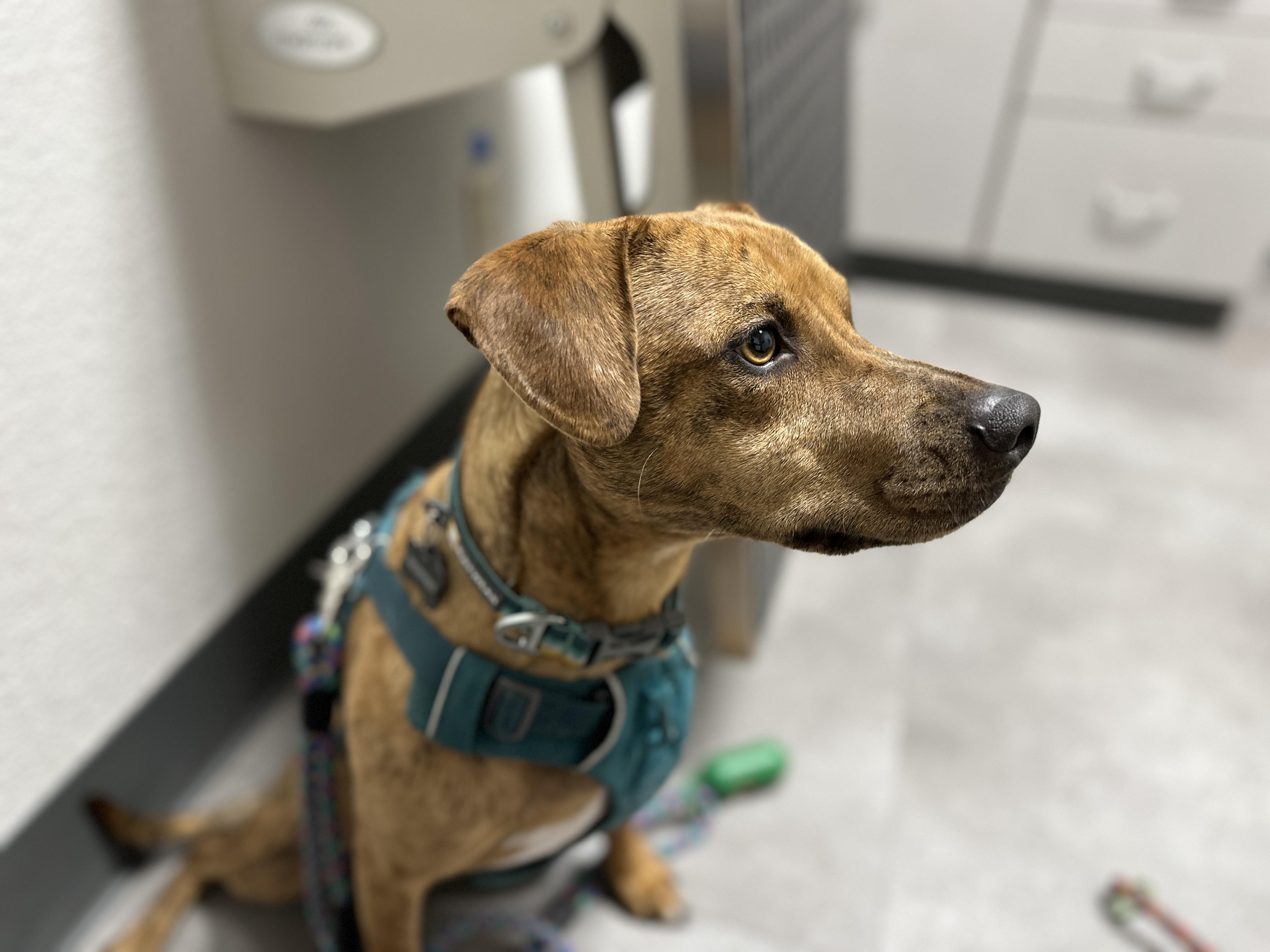 Enlarge Lenny, a ADOPTABLE mixed breed in Round Rock, TX image 5/6