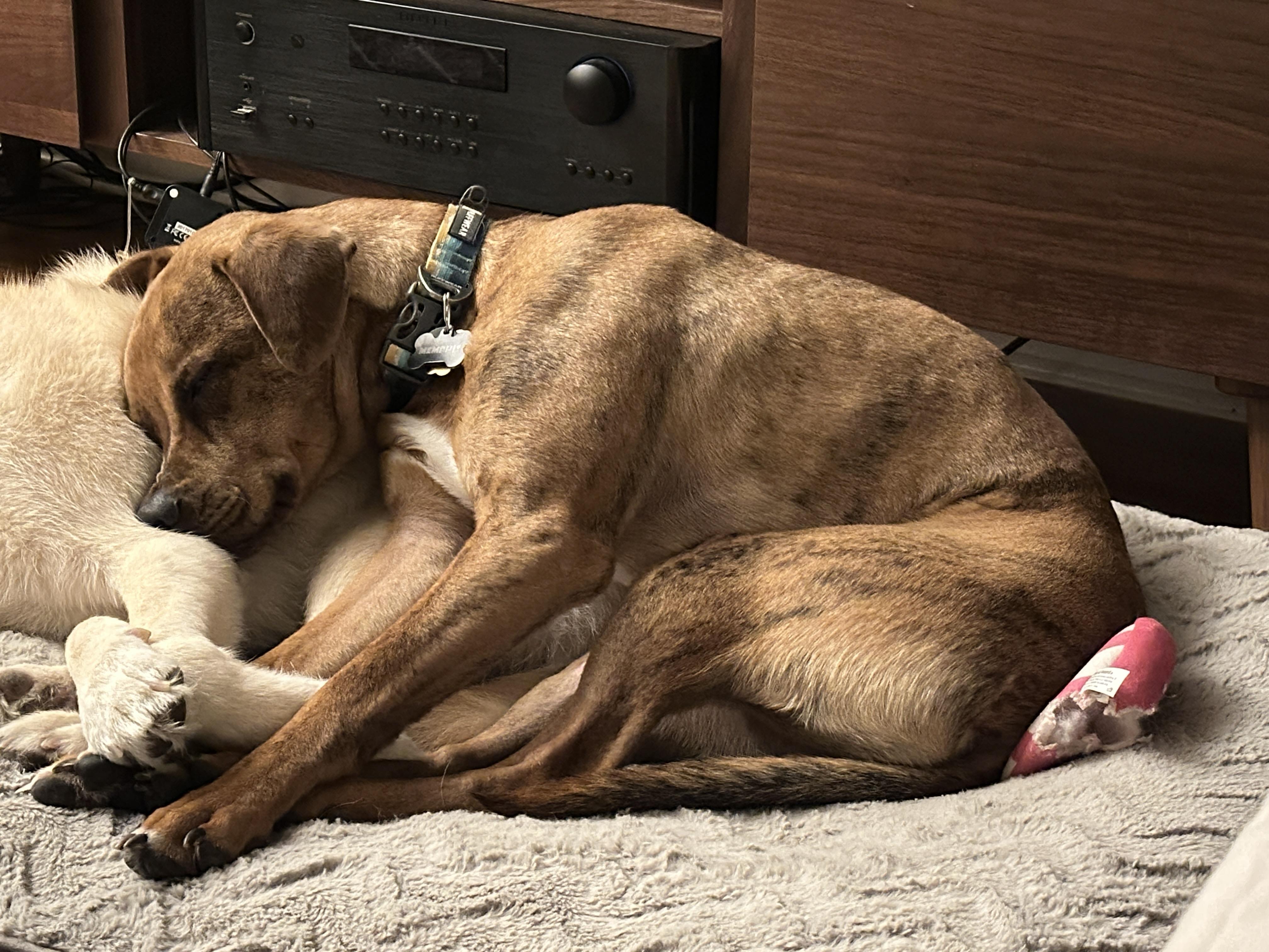 Enlarge Lenny, a ADOPTABLE mixed breed in Round Rock, TX image 6/6