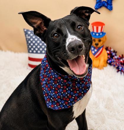 Paprika, ADOPTABLE, Young Female Mixed Breed.