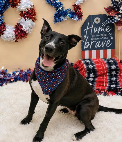 Paprika, a ADOPTABLE Mixed Breed in Hamilton, OH image 3/3