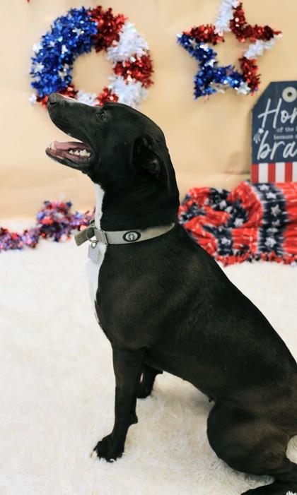 Paprika, a ADOPTABLE Mixed Breed in Hamilton, OH image 2/3
