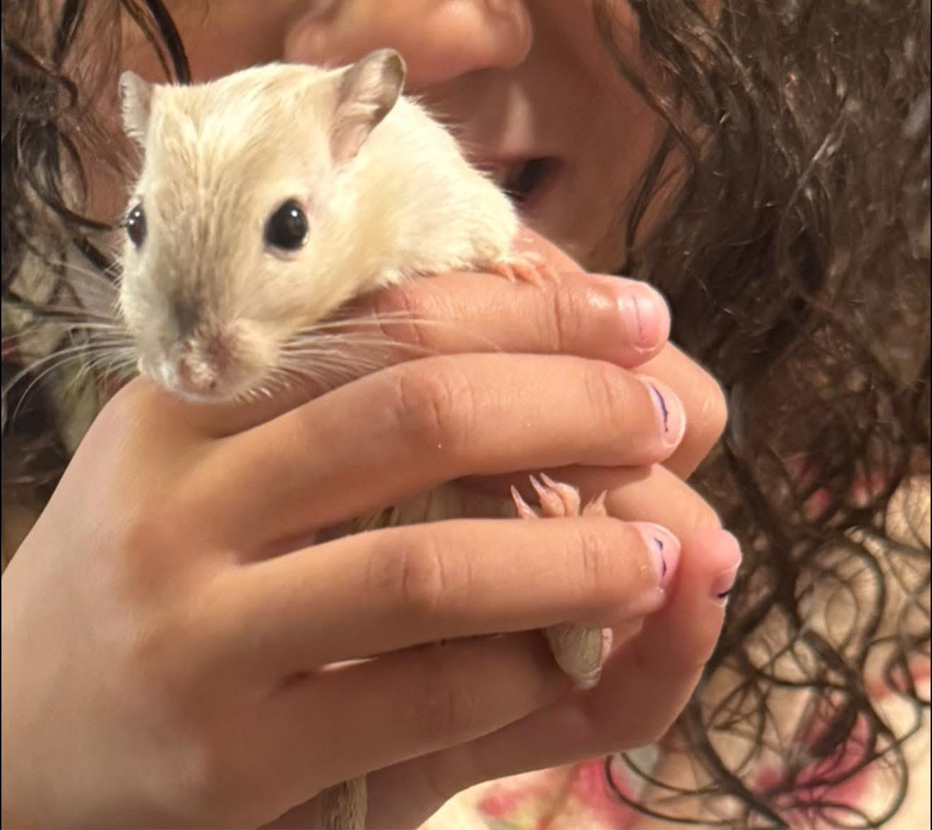 Enlarge Cheese and Wiz, a ADOPTABLE Gerbil in Halethorpe, MD image 1/2