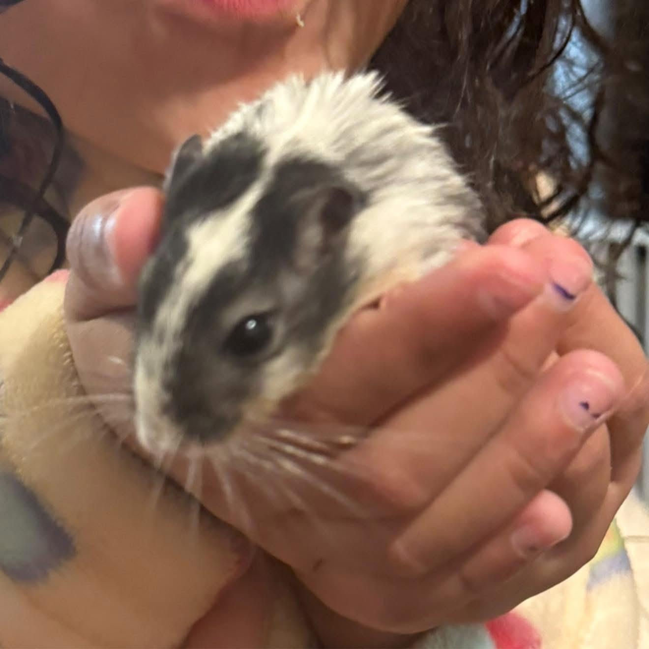 Enlarge Cheese and Wiz, a ADOPTABLE Gerbil in Halethorpe, MD image 2/2