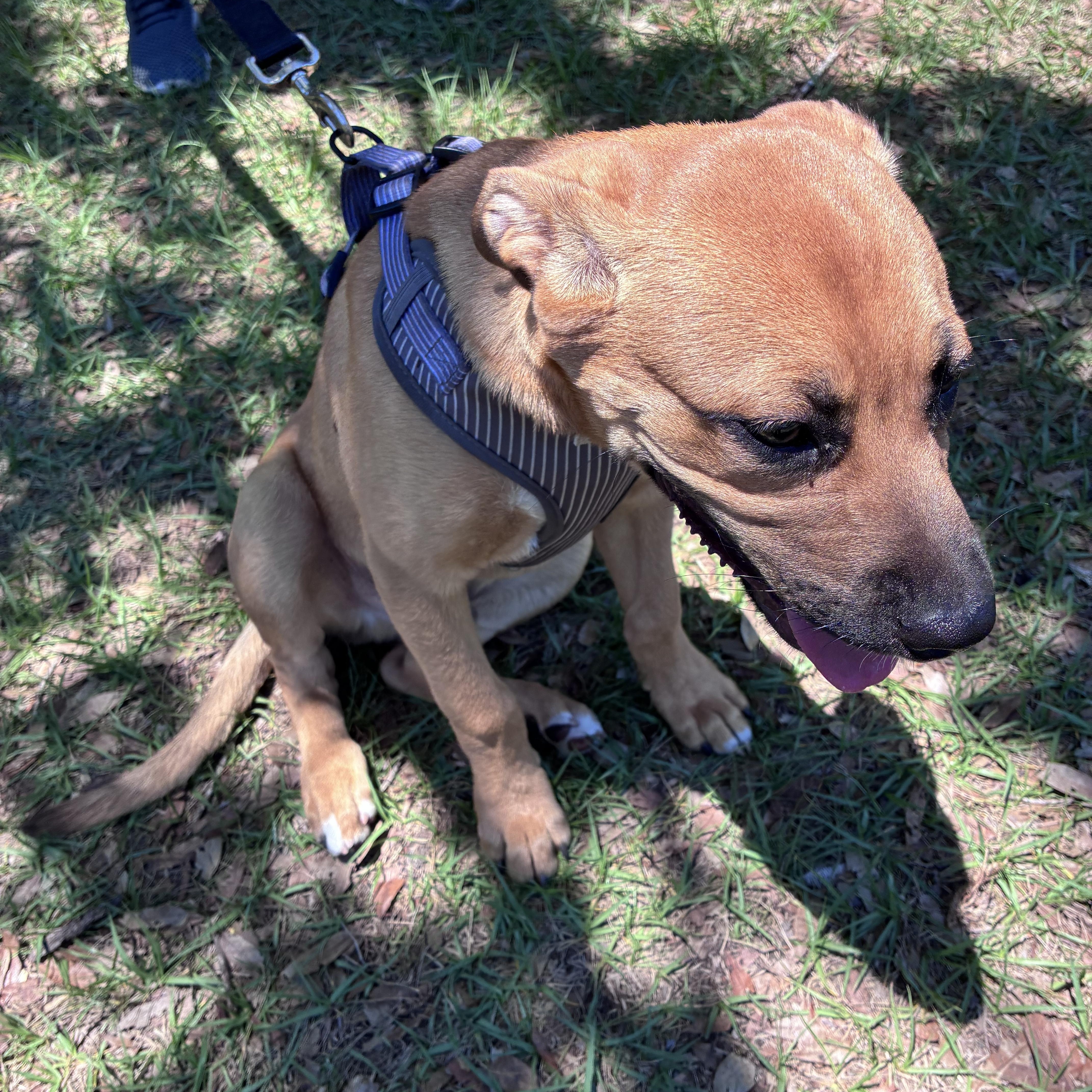 Enlarge Arthur, an adopted mixed breed in Ruskin, FL image 1/2