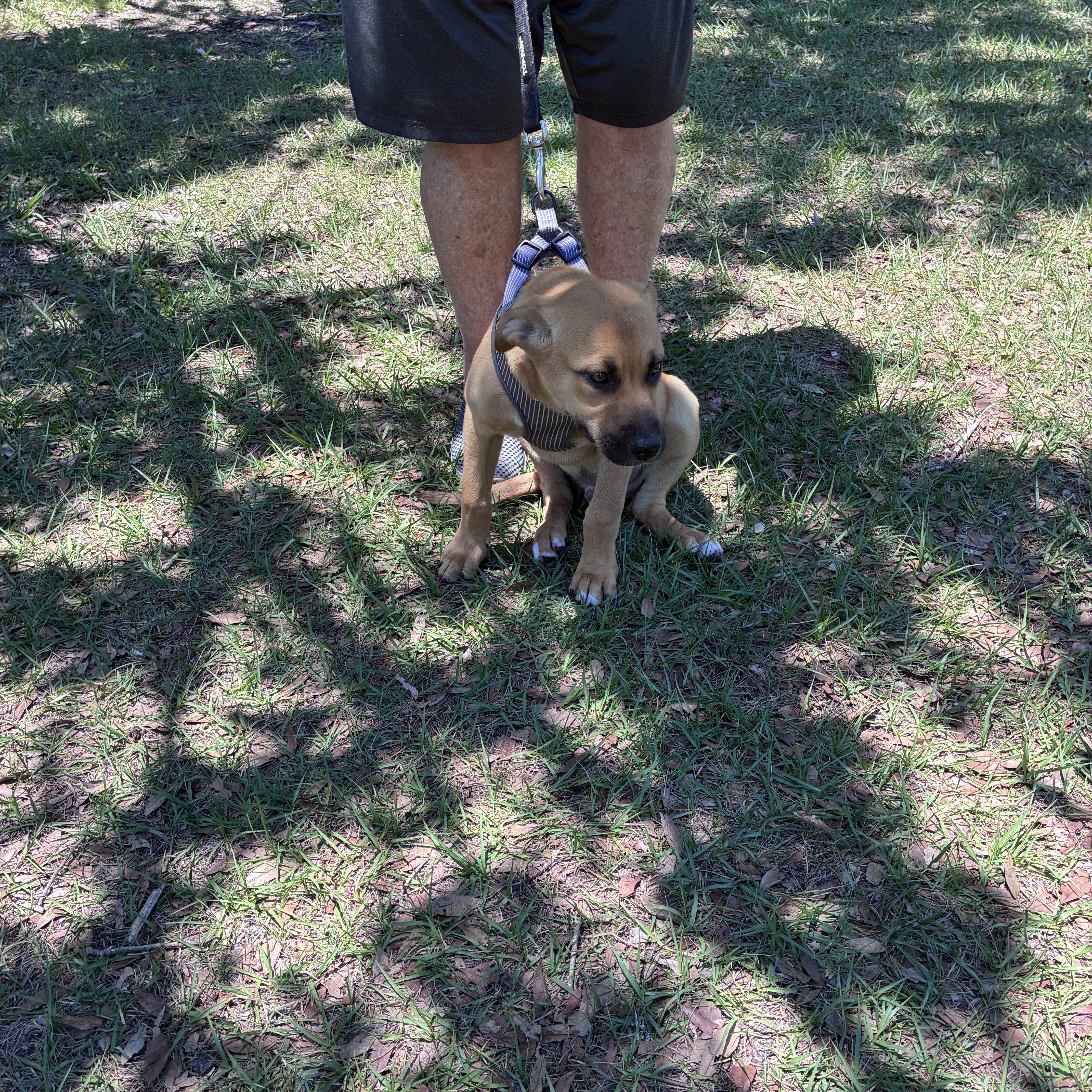 Enlarge Arthur, an adopted mixed breed in Ruskin, FL image 2/2