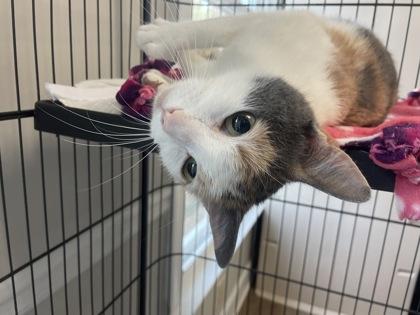 Enlarge Sailor, a Adoptable mixed breed in Lawrenceville, GA image 1/1