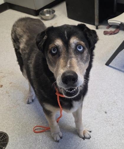 Enlarge Kodiak, a Adoptable mixed breed in Roseburg, OR image 2/2