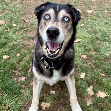 Kodiak, Adoptable, Senior Male Mixed Breed.