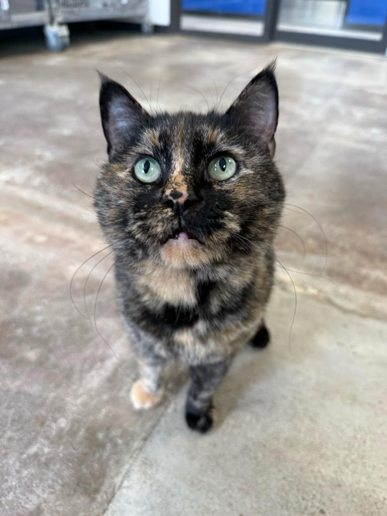 Enlarge Aphrodite, a Adoptable mixed breed in Minot, ND image 1/6