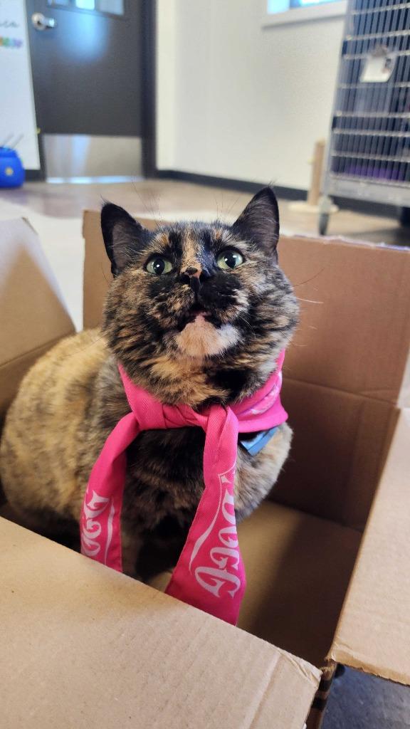 Aphrodite, Adoptable, Adult Female Domestic Short Hair.