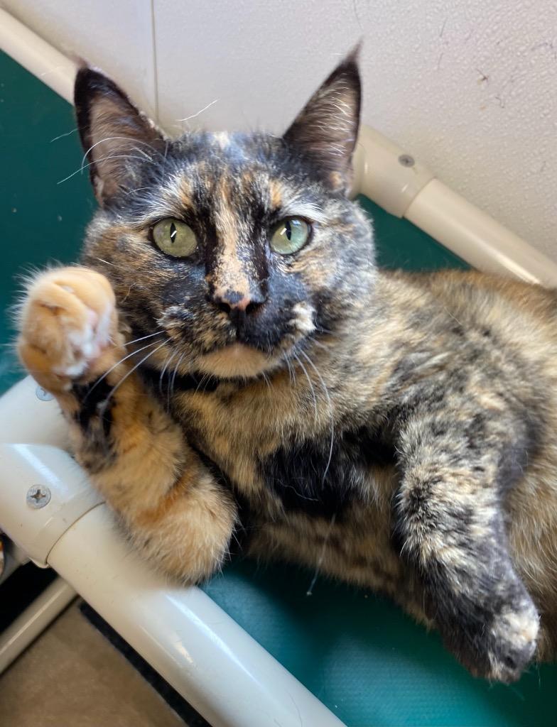 Enlarge Aphrodite, a Adoptable mixed breed in Minot, ND image 2/6