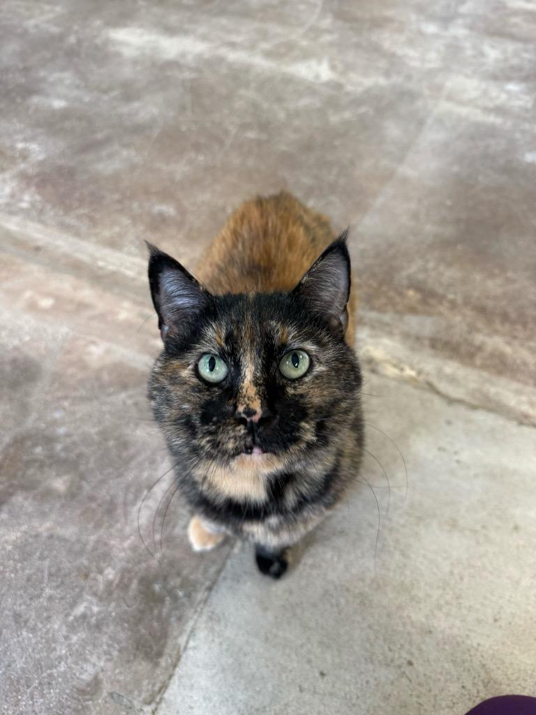 Aphrodite — thumbnail 3