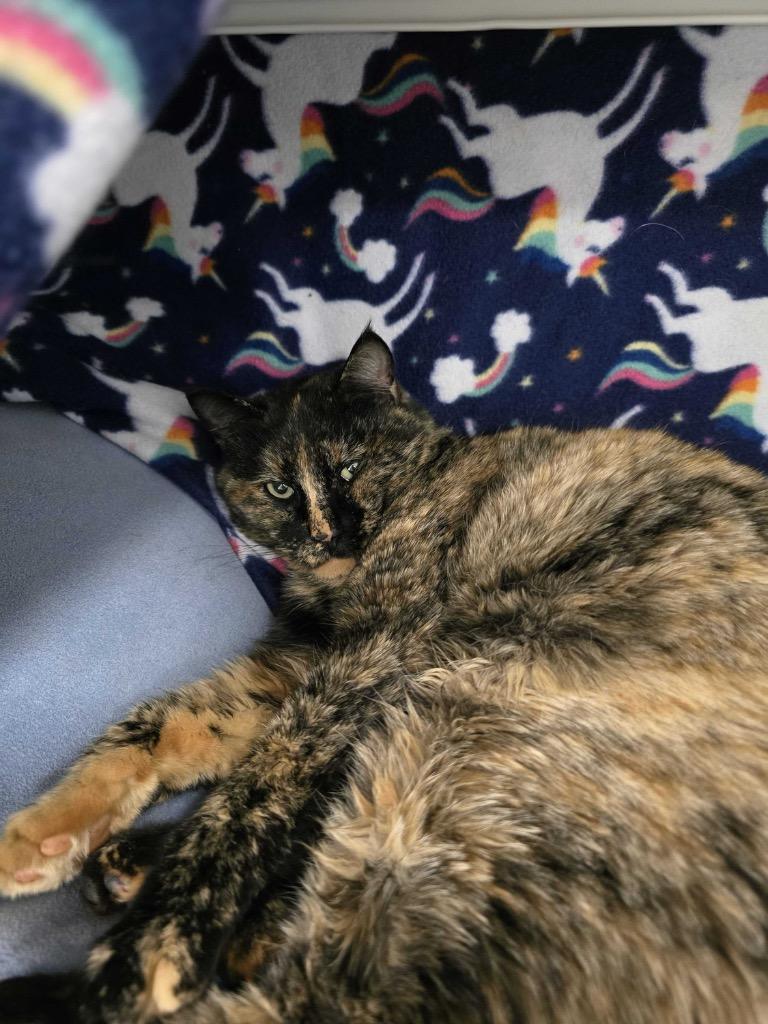 Enlarge Aphrodite, a Adoptable mixed breed in Minot, ND image 5/6