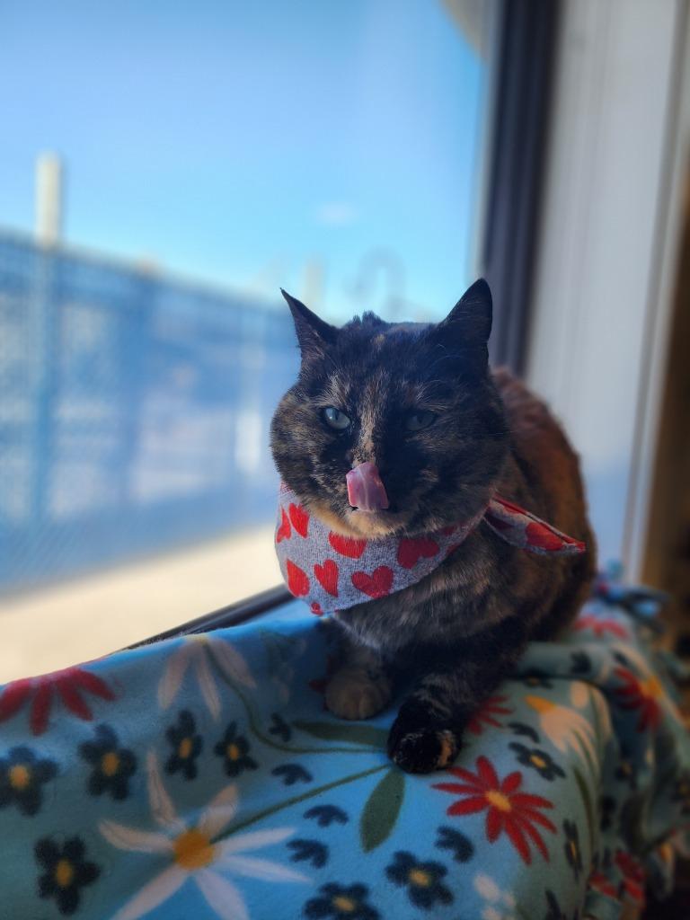 Enlarge Aphrodite, a Adoptable mixed breed in Minot, ND image 6/6