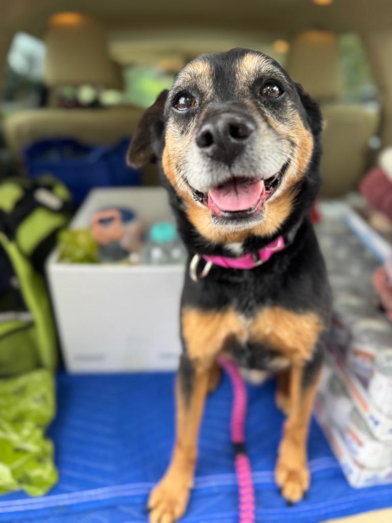 Trigger, Adoptable, Senior Male Hound.